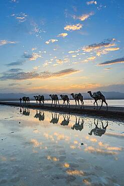 Camels loaded with rock salt slabs walk at sunset through a salt lake, salt desert, Danakil depression, Ethiopia, Africa