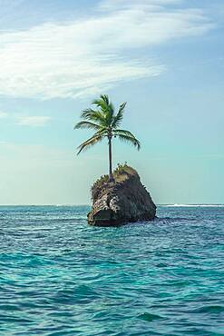 Single palm tree on rocks in water, Caribbean, Escudo de Veraguas, Panama, Central America