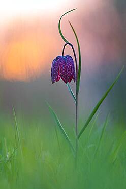 Snake's Head Fritillary (Fritillaria meleagris) in a wet meadow at sunset, Berne, Lower Saxony, Germany, Europe