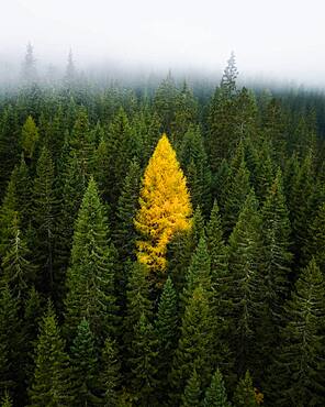 Single yellow larch between coniferous forest with fog, South Tyrol, Italy, Europe