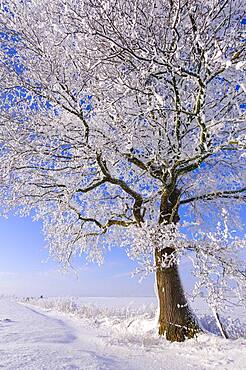 Oak ( Quercus) in hoarfrost, winter, tree, Vechta, Lower Saxony, Germany, Europe