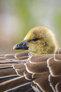 Gosling of a Greylag goose ( anser anser) in back plumage, chick, cute, protection, sheltered, Hannover, Lower Saxony, Germany, Europe