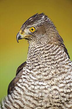 Portrait of a Northern goshawk ( Accipiter gentilis) Oldenburger Muensterland, Vechta, Lower Saxony, Germany, Europe