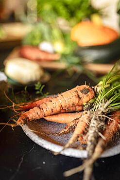 Freshly harvested organic carrots, in the background other vegetables from the garden, Irschen, Carinthia, Austria, Europe