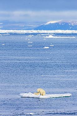 Polar bear with baby on ice floe, East coast Greenland, Denmark, Europe