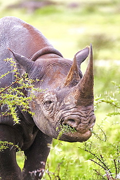 Black rhinoceros (Diceros bicornis), eating, portrait, Etosha National Park, Namibia, Africa