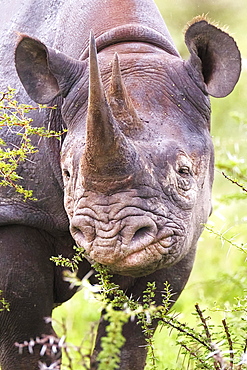 Black rhinoceros (Diceros bicornis), eating, portrait, Etosha National Park, Namibia, Africa