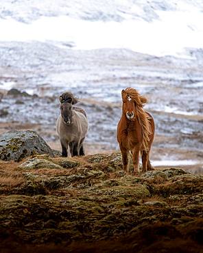 Two horses in frontal position in front of snow-covered mountain, Olafsvik, Iceland, Europe