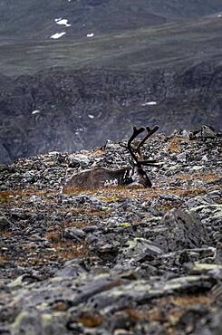 Reindeer (Rangifer tarandus) on the mountainside of Veslfjellet, Besseggen, Jotunheimen National Park, Vaga, Innlandet, Norway, Europe