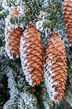 Cones of spruce (Picea) in winter, summer alpine pasture, Passail Austria