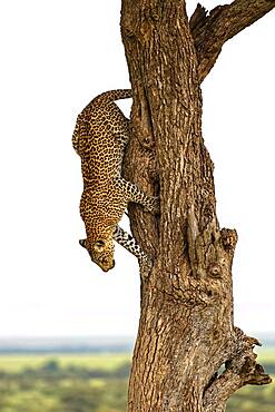 Leopard (Panthera pardus) wrestling from a tree, Massai Mara, Kenya, Africa