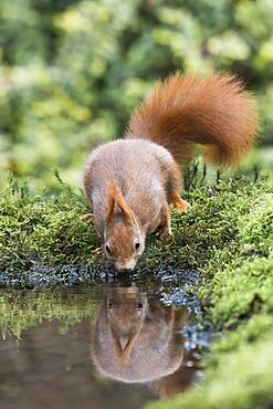 Eurasian red squirrel (Sciurus vulgaris) drinking at the water, Emsland, Lower Saxony, Germany, Europe