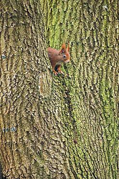 Squirrel (Sciurus vulgaris), Emsland, Lower Saxony, Germany, Europe