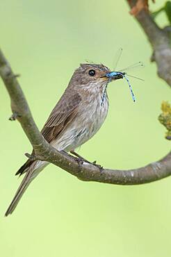 Spotted flycatcher (Muscicapa striata) with captured dragonflies, Flycatcher Oldenburger Muensterland, Goldenstedt, Lower Saxony, Detuschland