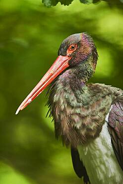 Portrait of a Black stork (Ciconia nigra), captive, Bavarian Forest National Park, Bavaria, Germany, Europe