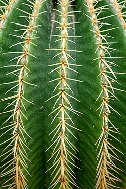 Mother-in-law chair (Echinocactus grusonii) or golden-ball cactus, cactus, spines, close-up, Botanical Garden, Dahlem, Berlin, Germany, Europe