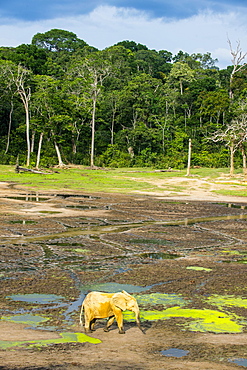 African forest elephant (Loxodonta cyclotis), Dzanga Bai, Unesco world heritage sight Dzanga-Sangha Special Reserve, Central African Republic, Africa