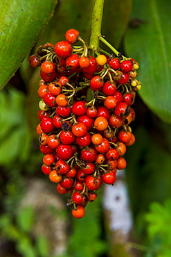 Red coffee berries (Rubiaceae) in the Botanic Garden of Bom Sucesso, Sao Tome, Sao Tome and Principe, Atlantic ocean, Africa