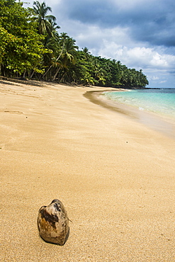 Coconut on Banana beach, Unesco biosphere reserve, Principe, Sao Tome and Principe, Atlantic Ocean, Africa