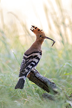 Hoopoe (Upupa epops) with prey, Saxony-Anhalt, Germany, Europe