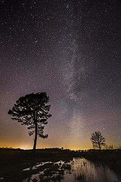 Stars in the sky above a tree, Goldenstedter Moor, night, Milky Way, Germany, Europe