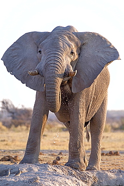 African elephant (Loxodonta africana) at a waterhole in Nxai Pan National Park, Botswana, Africa