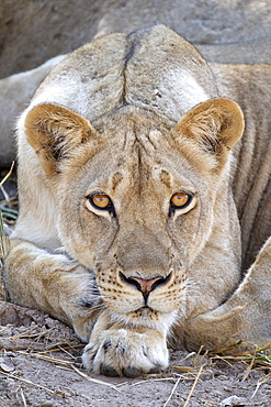 Lioness (Panthera leo) face. The animal looks into the camera in South Luangwa National Park, Zambia, Africa