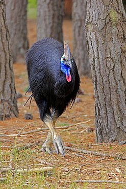 Double-wattled cassowary (Casuarius casuarius), adult, running, Australia, Oceania