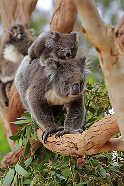 Koalas (Phascolarctos cinereus), mother with young on her back running on branch, social behaviour, Parndana, Kangaroo Island, South Australia, Australia, Oceania