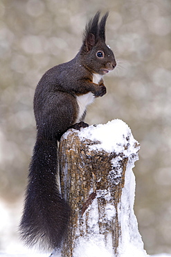 Squirrel (Sciurus vulgaris), sitting on a tree stump, Terfens, Tyrol, Austria, Europe