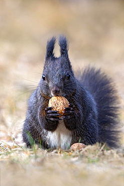 Squirrel (Sciurus vulgaris), sitting on the ground and holding a walnut in its paws, Terfens, Tyrol, Austria, Europe