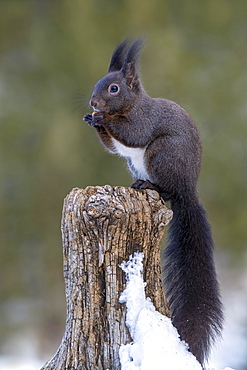 Squirrel (Sciurus vulgaris), sitting on a tree stump, Terfens, Tyrol, Austria, Europe