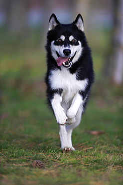 Alaskan Malamute (Canis lupus familiaris), adult, male, running, sled dog, Rhineland-Palatinate, Germany, Europe