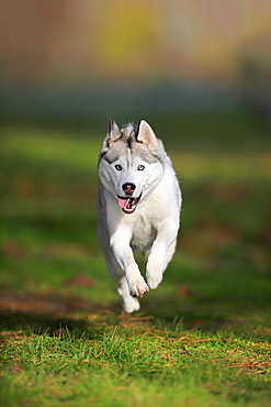 Siberian husky (Canis lupus familiaris), adult, female, running, sled dog, Rhineland-Palatinate, Germany, Europe