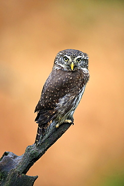 Pygmy owl (Glaucidium passerinum), adult, waiting, autumn, watchful, Bohemian Forest, Czech Republic, Europe