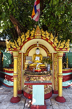 Buddha statues around a huge tree, Su taung pyi pagoda, Myitkyina, Kachin state, Myanmar, Asia