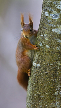 Squirrel (Sciurus vulgaris), climbing a tree, Swabian Alb Biosphere Reserve, Baden-Wuerttemberg, Germany, Europe