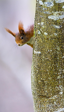 Squirrel (Sciurus vulgaris), looking out from behind a tree, Swabian Alb Biosphere Reserve, Baden-Wuerttemberg, Germany, Europe