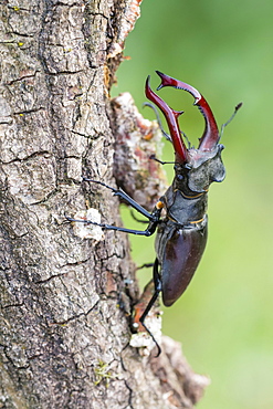 Stag beetle (Lucanus cervus), male, Lower Saxony, Germany, Europe