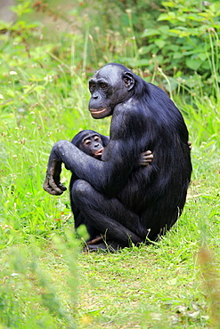 Bonobo, pygmy chimpanzee (Paniscus), adult, female, mother, young, nursing, social behaviour, endangered species, captive