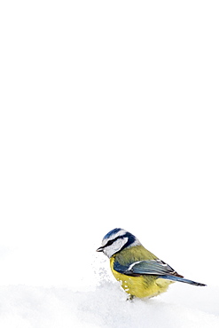 Blue tit (Parus caeruleus) in the snow, Hesse, Germany, Europe