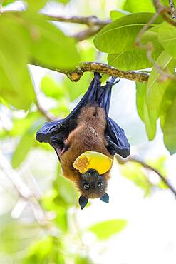 Indian Flying Fox (Pteropus medius), eats fruit, Kuramathi, Maldives, Asia