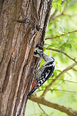 Middle spotted woodpecker (Dendrocopos medius) at nest hole, feeding young bird, Lower Saxony, Germany, Europe