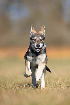 Marxdorf wolfhound (Canis lupus familiaris) puppy, running, frontal, Rhineland-Palatinate, Germany, Europe