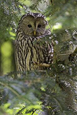 Ural owl (Strix uralensis), sitting in a tree, Bavarian Forest, Germany, Europe