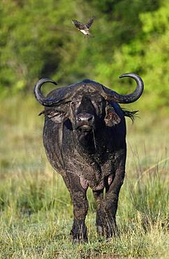 Cape buffalo (Syncerus caffer) with red-billed oxpecker (Buphagus erythrorhynchus), Maasai Mara Game Reserve, Kenya, Africa