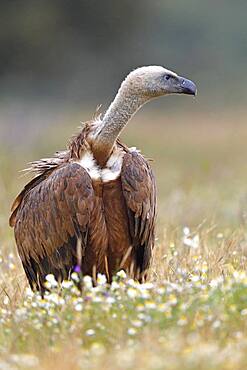 Griffon vulture (Gyps fulvus), feeding ground, Extremadura, Spain, Europe