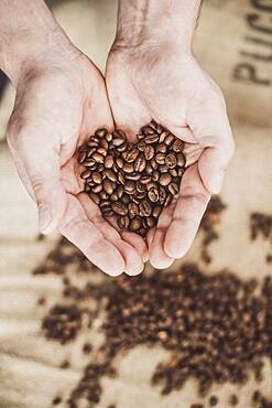 Coffee beans in hand in the shape of a heart