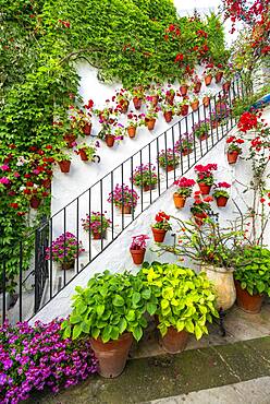 Stairs with flower decorated inner courtyard, geraniums in flower pots on the house wall, Fiesta de los Patios, Cordoba, Andalusia, Spain, Europe