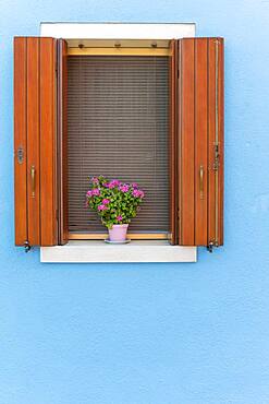 Blue wall, window with flower decoration, colorful house wall, colorful facade, Burano Island, Venice, Veneto, Italy, Europe